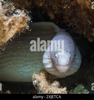 Ägypten, Taba, Geometrischer Moray Aal (Siderea grisea, Gymnothorax griseus) Stockfoto