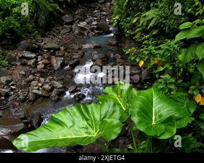 Wilde Elefantenohrpflanzen am Fluss, üppige Dschungel Natur in guadeloupe Stockfoto