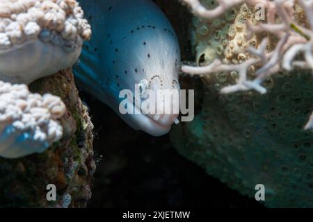 Ägypten, Taba, Geometrischer Moray Aal (Siderea grisea, Gymnothorax griseus) Stockfoto