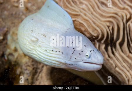 Ägypten, Taba, Geometrischer Moray Aal (Siderea grisea, Gymnothorax griseus) Stockfoto