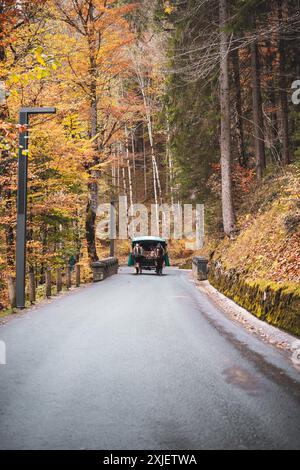 Deutschland - Unbekanntes Datum : Eine Pferdekutsche fährt auf einer asphaltierten Straße durch einen Wald mit Herbstlaub in Richtung Schloss Neuschwanstein. Stockfoto