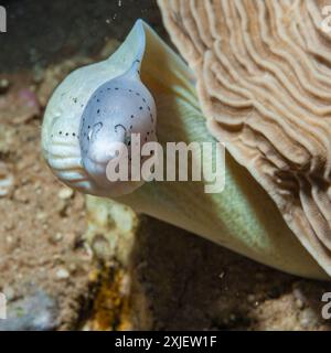 Ägypten, Taba, Geometrischer Moray Aal (Siderea grisea, Gymnothorax griseus) Stockfoto