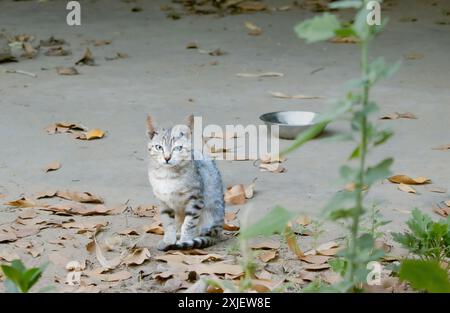 Eine kleine graue Tabbykatze, die auf dem Boden sitzt, umgeben von trockenen Blättern, mit einer Metallschale im Hintergrund. Stockfoto