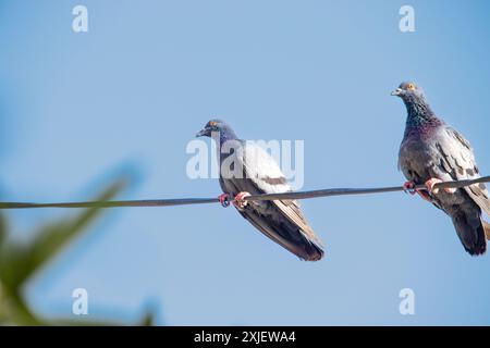 Zwei Tauben, die auf einem Draht vor einem klaren blauen Himmel sitzen. Stockfoto