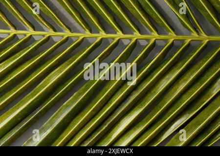 Einzelnes grünes Kokosblatt von Palmen. Kopierbereich. Abstrakter tropischer Hintergrund. Stockfoto
