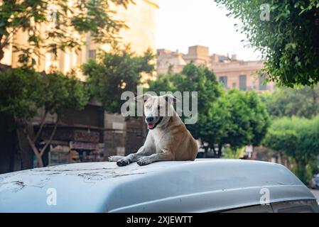 Kairo, Ägypten. Juli 2024. Ein streunender ägyptischer Straßenhund sitzt auf einem geparkten Auto in der Sommerhitze der Innenstadt von Kairo. (Foto: John Wreford/SOPA Images/SIPA USA) Credit: SIPA USA/Alamy Live News Stockfoto