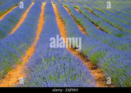 Lavendel-Feld. Brihuega, Provinz Guadalajara, Castilla La Mancha, Spanien. Stockfoto