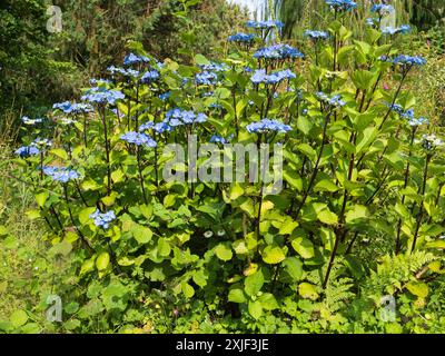 Blaue Lacecap Blumenköpfe auf schwarzen Stielen des harten Laubstrauchs, Hydrangea macrophylla „Zorro“ Stockfoto