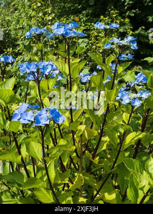 Blaue Lacecap Blumenköpfe auf schwarzen Stielen des harten Laubstrauchs, Hydrangea macrophylla „Zorro“ Stockfoto