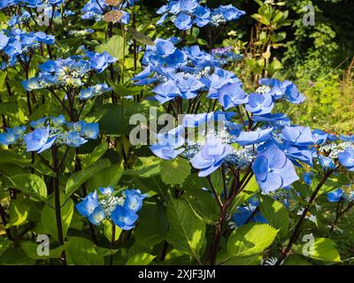 Blaue Lacecap Blumenköpfe auf schwarzen Stielen des harten Laubstrauchs, Hydrangea macrophylla „Zorro“ Stockfoto