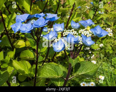 Blaue Lacecap Blumenköpfe auf schwarzen Stielen des harten Laubstrauchs, Hydrangea macrophylla „Zorro“ Stockfoto