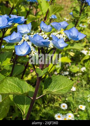 Blaue Lacecap Blumenköpfe auf schwarzen Stielen des harten Laubstrauchs, Hydrangea macrophylla „Zorro“ Stockfoto