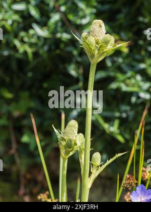 Stachelige Blumenköpfe der harten Staudenmeere stechpalme, Eryngium agavifolium Stockfoto