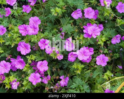 Rosafarbene Sommerblumen des lng Blooming Hardy Perennial Bloody Kranesbill, Geranium sanguineum „Tiny Monster“ Stockfoto