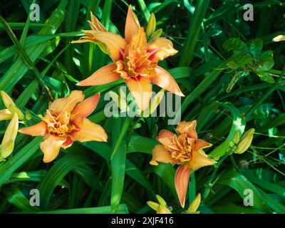 Sommerblumen der harten Staudenlilie Hemerocallis fulva „Kwanso Flore pleno“ Stockfoto