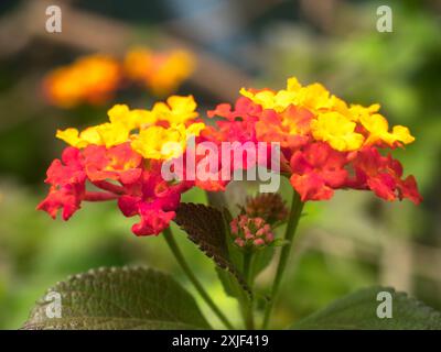 Gelbe, verblassende zu rote Blüten des tropischen immergrünen Strauches, Lantana Camara, jamaikanischer gelber Salbei Stockfoto