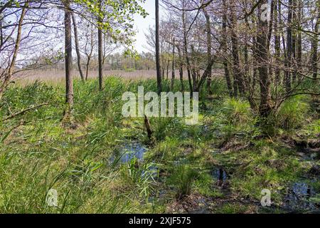 Moor, Wanderweg, Darßer Ort, geb. a. Darß, Mecklenburg-Vorpommern, Deutschland Stockfoto