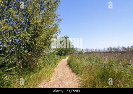 Wanderweg, Bäume, Gras, Darßer Ort, geb. a. darß, Mecklenburg-Vorpommern, Deutschland Stockfoto