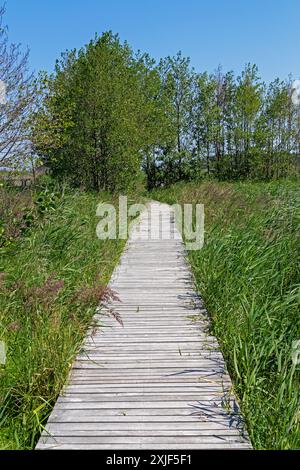 Wanderweg, Bäume, Gras, Holzständer, Darßer Ort, geboren a. Darß, Mecklenburg-Vorpommern, Deutschland Stockfoto