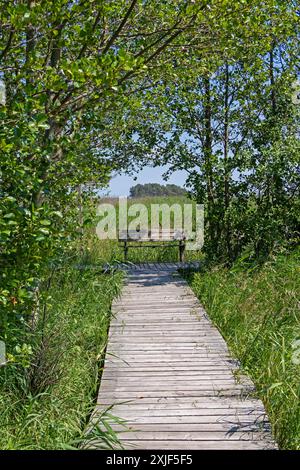 Wanderweg, Bäume, Gras, Holzständer, Bank, darßer Ort, geboren a. Darß, Mecklenburg-Vorpommern, Deutschland Stockfoto