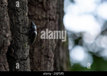Europäischer Hirschkäfer - Lucanus cervius, schöner großer, ikonischer Käfer aus europäischen Wäldern und Wäldern, Zlin, Tschechische Republik. Stockfoto