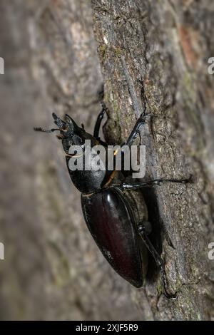 Europäischer Hirschkäfer - Lucanus cervius, schöner großer, ikonischer Käfer aus europäischen Wäldern und Wäldern, Zlin, Tschechische Republik. Stockfoto