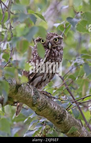 Little Owl (Athene noctua) guckt aus Leaves Norfolk im Juli 2024 Stockfoto