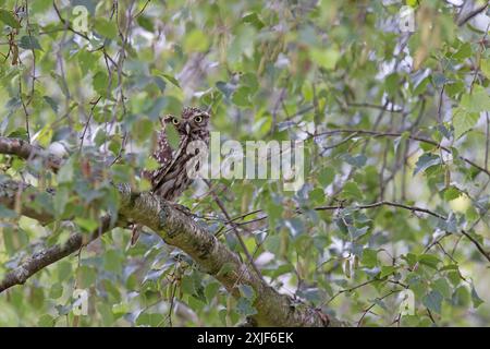 Little Owl (Athene noctua) guckt aus Leaves Norfolk im Juli 2024 Stockfoto