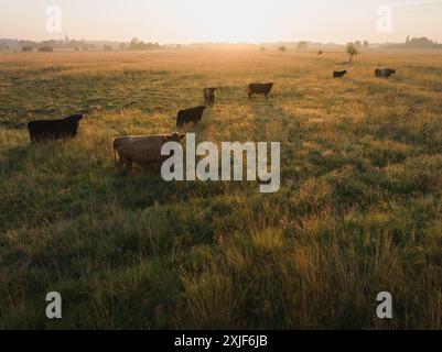 Stiere und Kühe grasen im Sommer bei Sonnenaufgang auf einem Feld, Fotoaufnahme von einer Drohne. Stockfoto