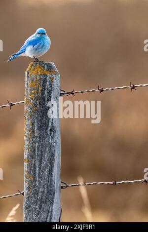 Bergvögel stehen auf einem moosbedeckten Stacheldrahtzaunpfosten während der singvogelwanderung im Rocky View County, Alberta Kanada. Stockfoto