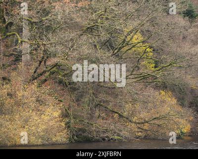 Rund um den Lake Vyrnwy im Herbst, Powys, Mid Wales, Großbritannien Stockfoto