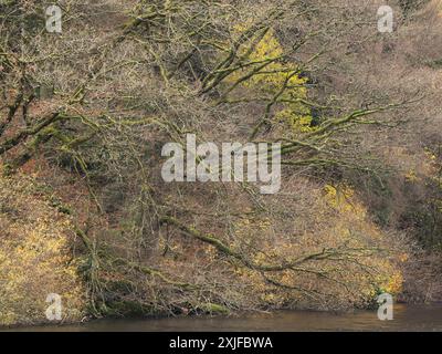 Rund um den Lake Vyrnwy im Herbst, Powys, Mid Wales, Großbritannien Stockfoto