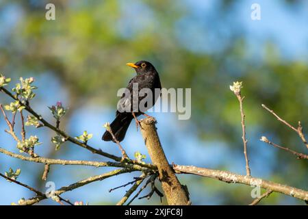 Ein Schwarzvogel (Turdus merula) auf einem Baum mit blauem Himmel. Stockfoto