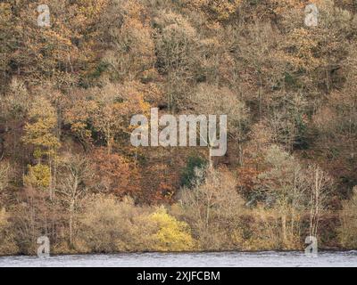 Rund um den Lake Vyrnwy im Herbst, Powys, Mid Wales, Großbritannien Stockfoto