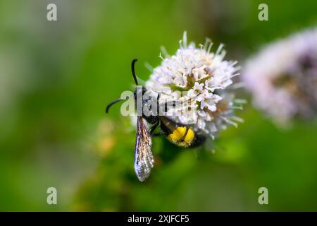 Haarige Scoliid Wasp, Scolia hirta Makroaufnahme Stockfoto