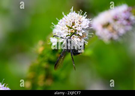 Haarige Scoliid Wasp, Scolia hirta Makroaufnahme Stockfoto