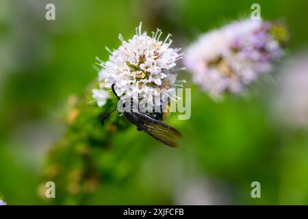 Haarige Scoliid Wasp, Scolia hirta Makroaufnahme Stockfoto