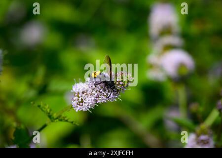 Haarige Scoliid Wasp, Scolia hirta Makroaufnahme Stockfoto