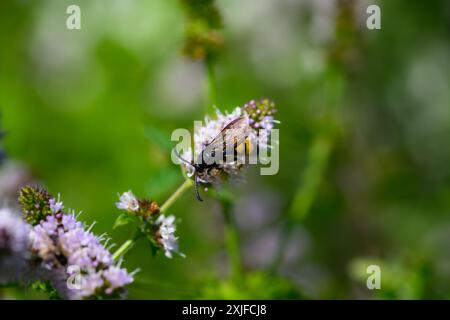 Haarige Scoliid Wasp, Scolia hirta Makroaufnahme Stockfoto