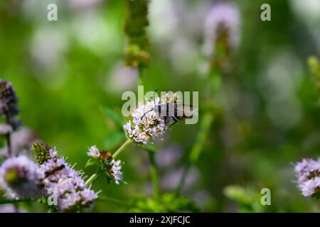 Haarige Scoliid Wasp, Scolia hirta Makroaufnahme Stockfoto