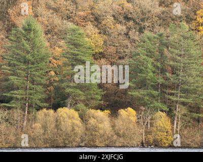 Rund um den Lake Vyrnwy im Herbst, Powys, Mid Wales, Großbritannien Stockfoto