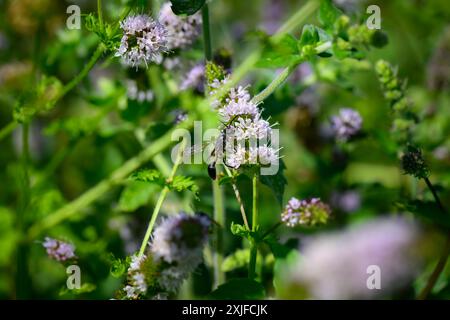 Mexikanische Graswespe, Isodontia-Mexicana-Makroaufnahme Stockfoto