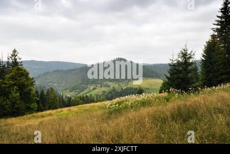 Bewölkter Tag in Karpaten. Trockene Graswiese umgeben von Kiefern in den Karpaten an einem bewölkten Tag. Stockfoto