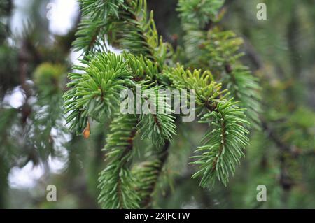 Selektive Fokusansicht von Kiefernästen. Bergwald im Hintergrund. Stockfoto