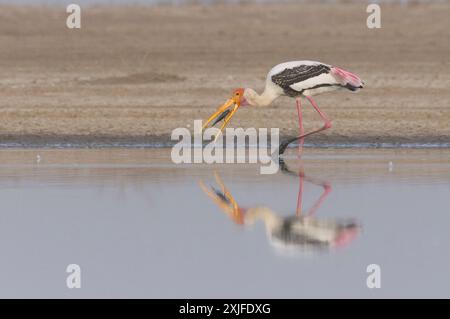 Painted Stork (Mycteria leucocephala) Stockfoto