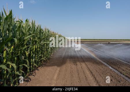 Landwirtschaftliches Bewässerungssystem zur Bewässerung des Maisfeldes am sonnigen Frühlingstag. Stockfoto