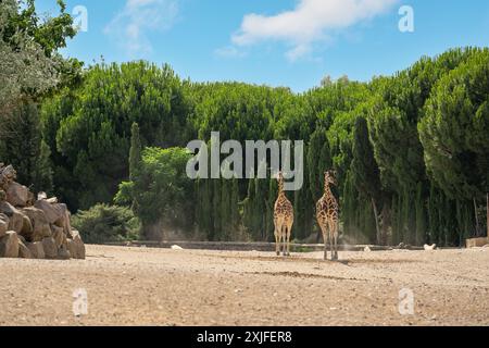 Giraffen Familie im Izmir Wildlife Park an einem sonnigen Tag Stockfoto