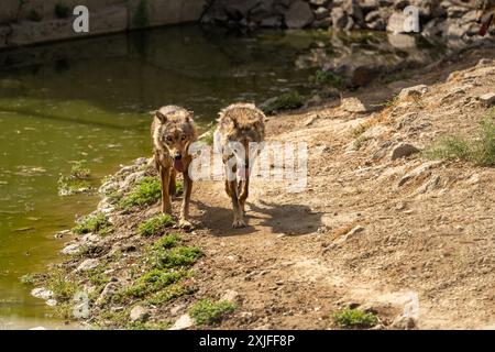Ein Paar Wölfe spazieren im Izmir Wildlife Park an einem sonnigen Tag Stockfoto