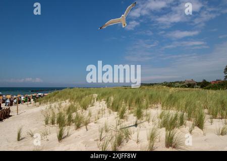 Sanddünen, Strand, Seemöwen im Flug, Wustrow, Fischland, Mecklenburg-Vorpommern, Deutschland Stockfoto