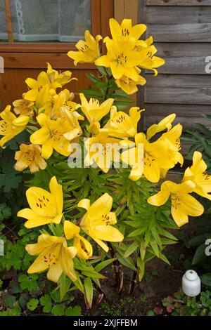 Lilien (Lilium), gelb, Blüten, Wustrow, Fischland, Mecklenburg-Vorpommern, Deutschland Stockfoto